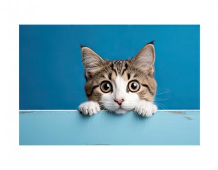 a kitten peers over a light blue ball against a blue wall.